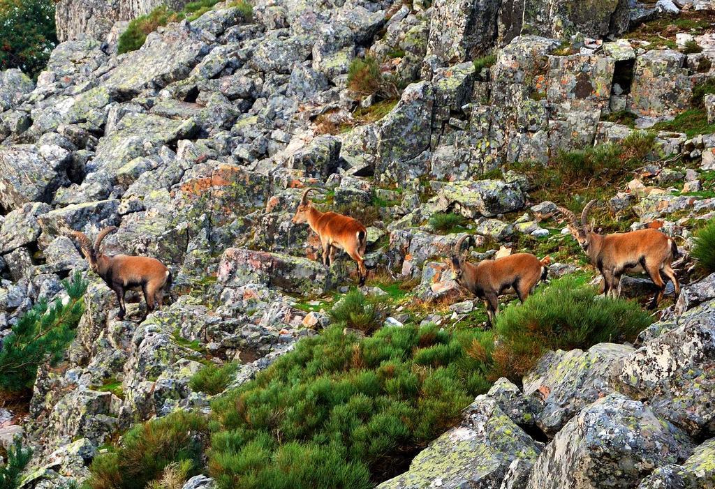 Hospederia Del Santuario De La Pena De Francia Hotell El Cabaco Exteriör bild